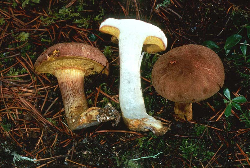 Boletus spadiceus